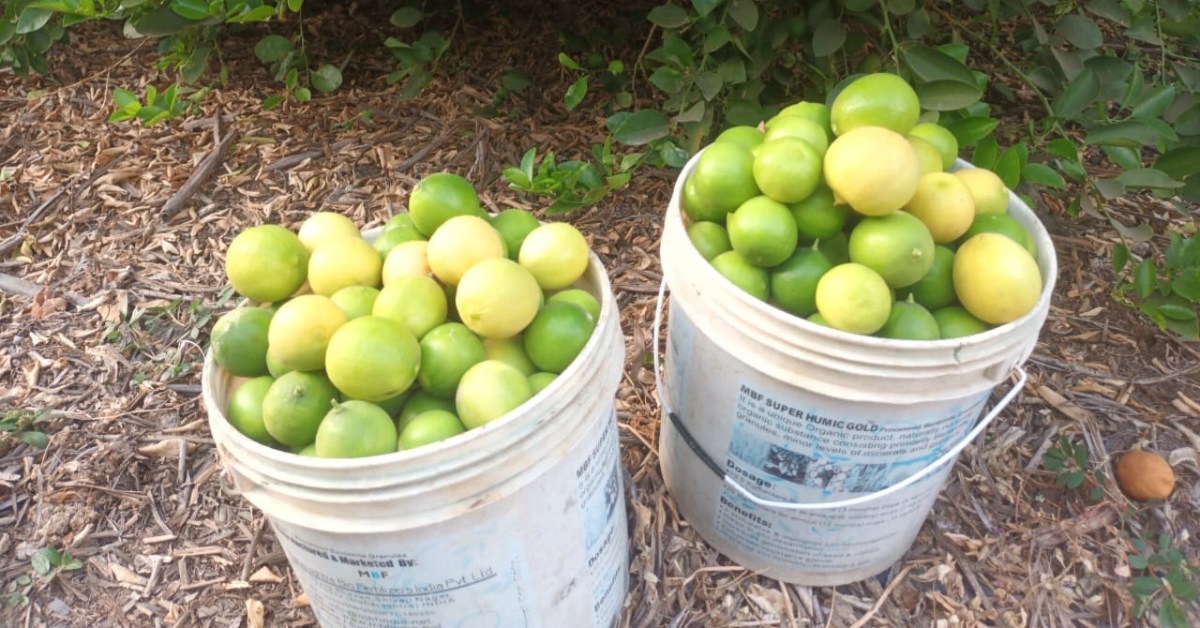 Harvested lemons are carefully hand-picked and gathered in small batches, helping farmers avoid bruising and maintain quality for market sales.