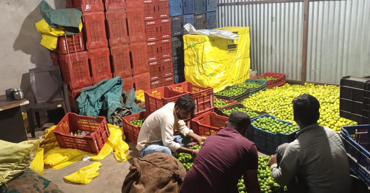 Before shipment, lemons are sorted by size, colour and quality — bigger, unblemished lemons fetch premium prices in urban wholesale markets.