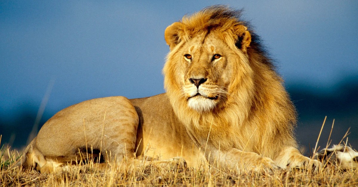 Once limited to Gir’s forests, Gujarat’s lions now roam farmlands, plantations, scrublands — and even near highways.