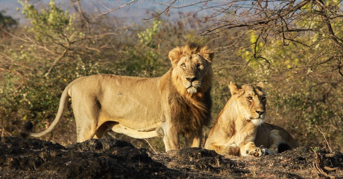 Today, nearly half of Gujarat’s lions live outside protected forests — a rare example of people and wildlife learning to share space.