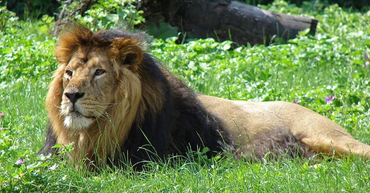 Over 3,000 people — forest officers, researchers, volunteers — took part in Gujarat’s latest lion census, using GPS collars, cameras and field tracking.