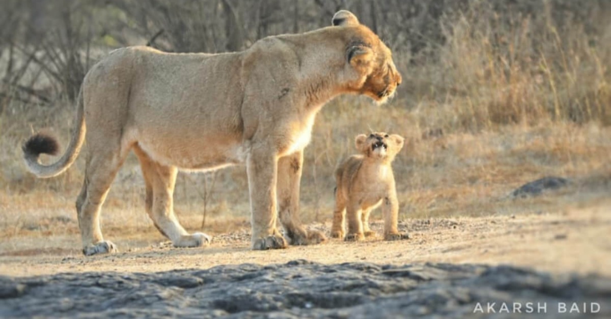 Gir’s dry forests aren’t vast, but still offer enough prey and shelter for lions to raise cubs and slowly grow their prides.