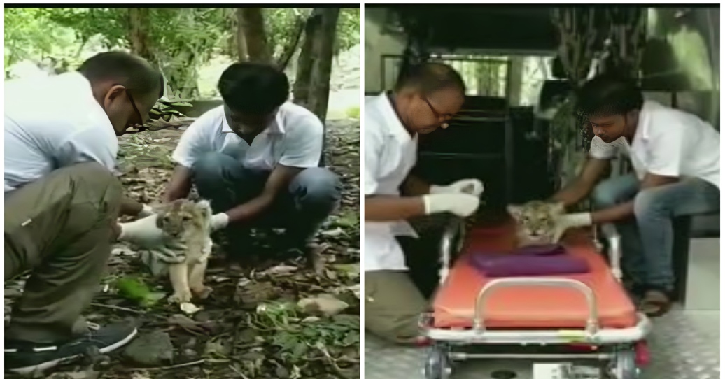Rescue teams respond quickly when lions fall into open wells or get injured — few wild species receive this level of hands-on care.