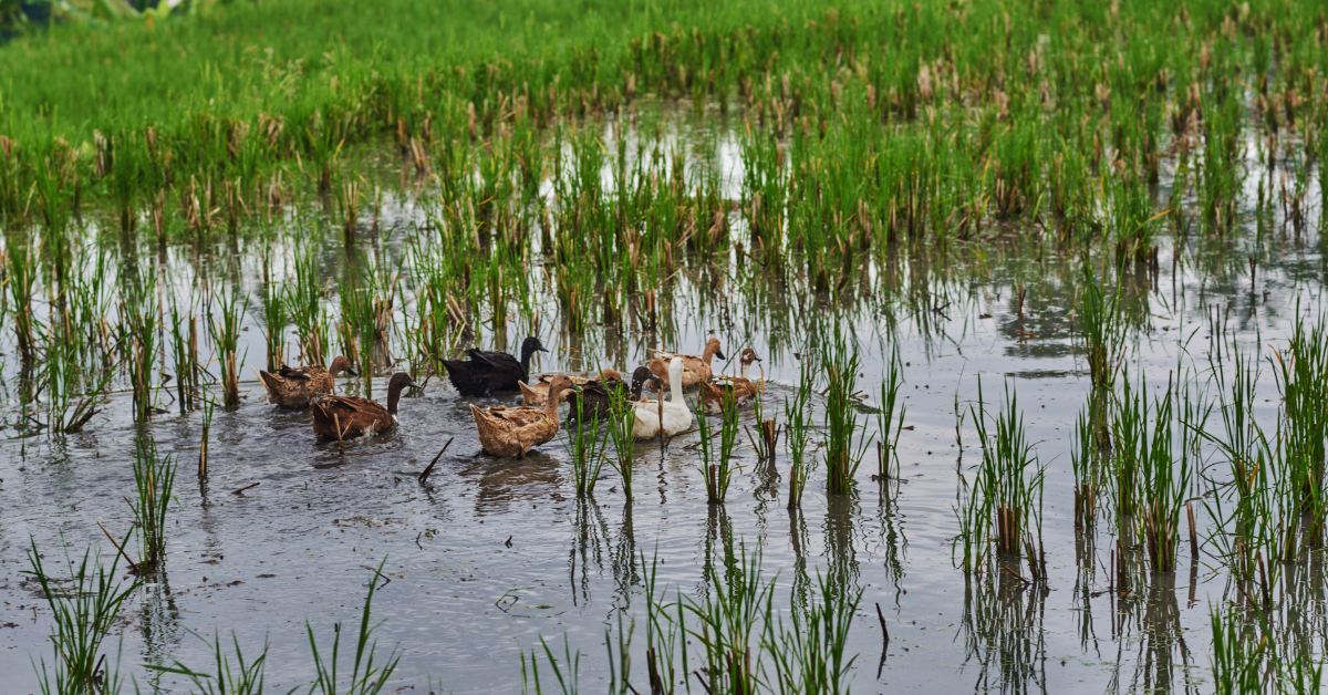Ducks play a crucial role in Kerala’s rice farming. (Representational picture source Shutterstock)