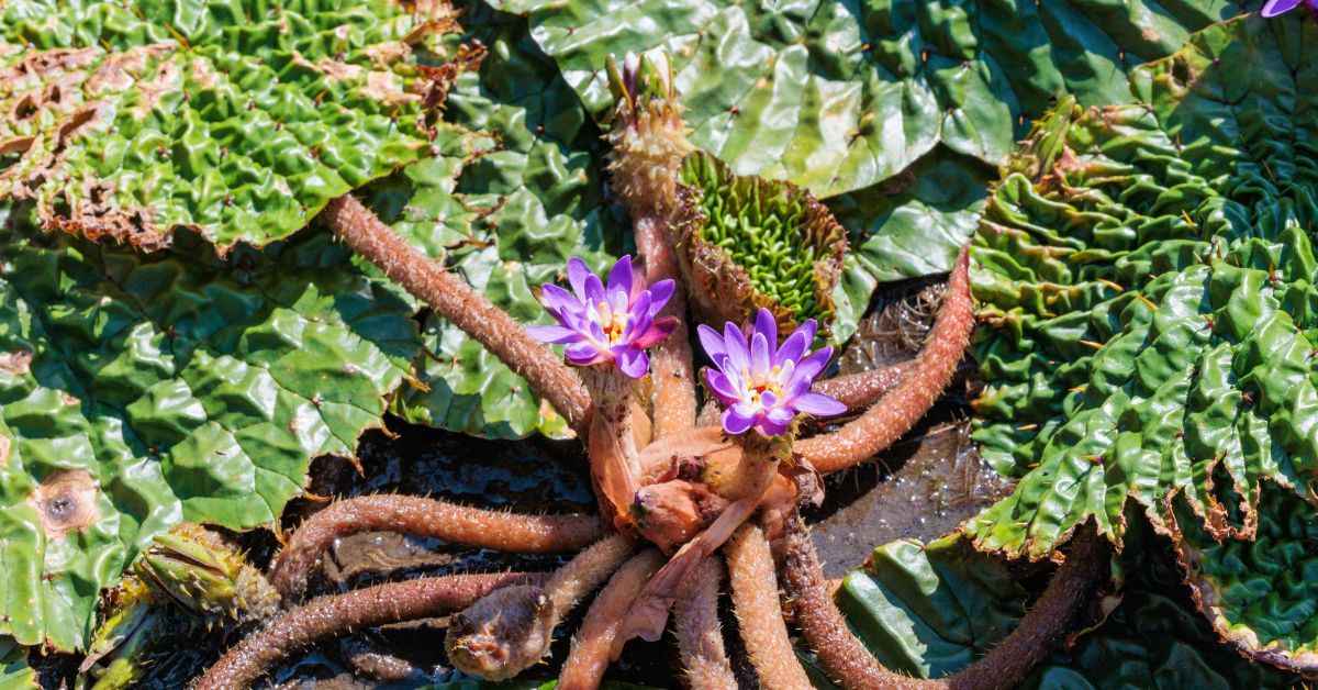 Makhana are the edible seeds of the water lily that grows in stagnant ponds and wetlands

