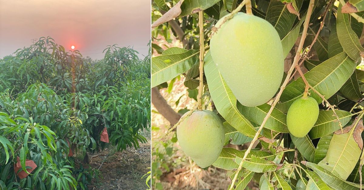 Suraj grows mangoes using quantum density farming technique that maximises the yield.