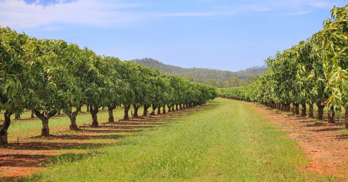Suraj has planted trees maintaining a distance of three feet between trees and seven feet between rows.