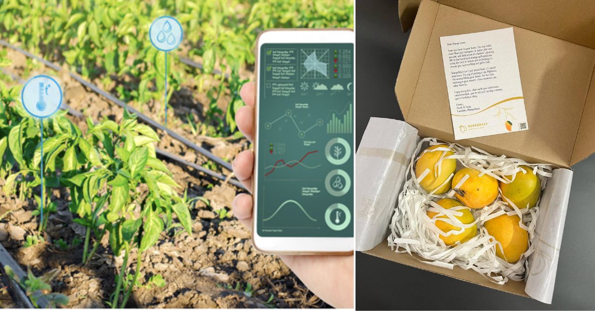 Suraj established a thriving orchard of 25,000 mango trees, where mangoes are being grown using drones, drip irrigation systems, and sensors.