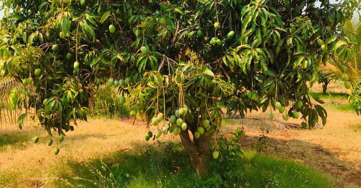 Suraj estimates a production of about 40 tonnes of mangoes this season.
