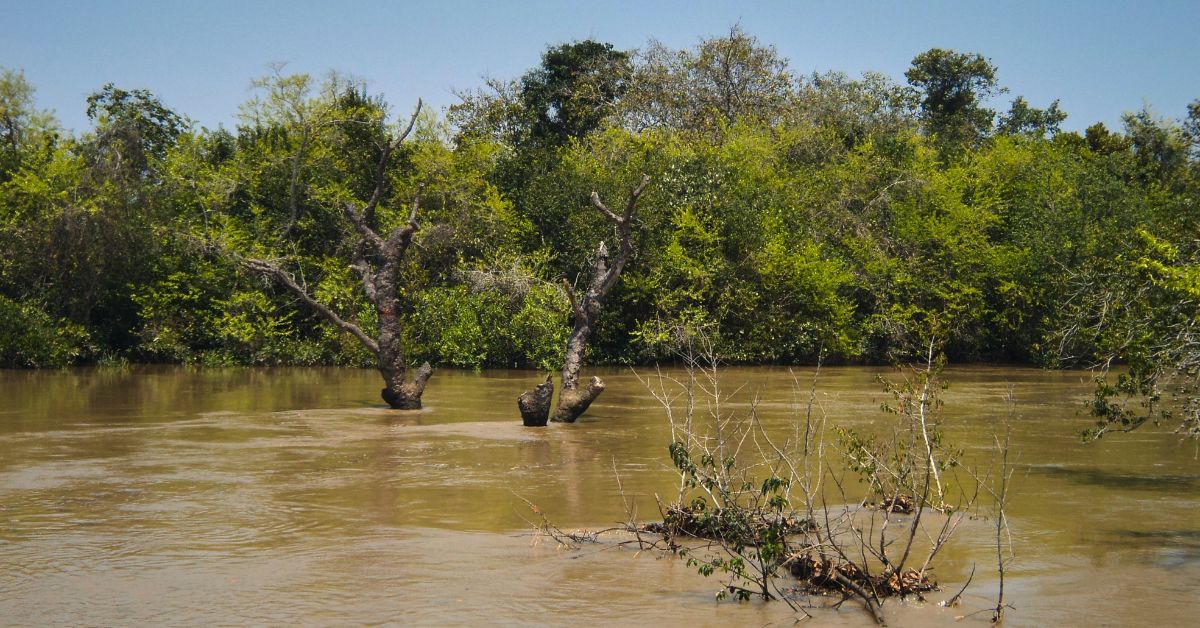 Bhitarkanika is one of India’s finest and largest mangrove ecosystems