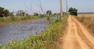 Why Farmers Are Replacing Pesticides With Ducks This Kharif Farming Season