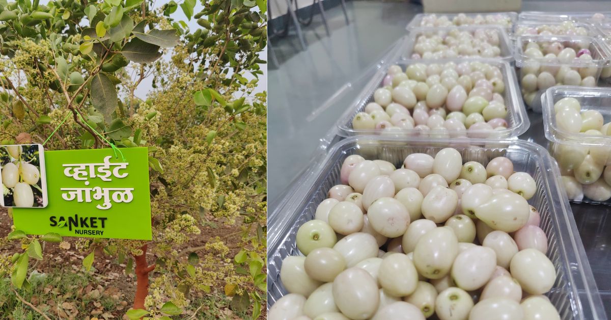 Vikrant has diversified his farm’s offerings to include exotic crops like white jamun.