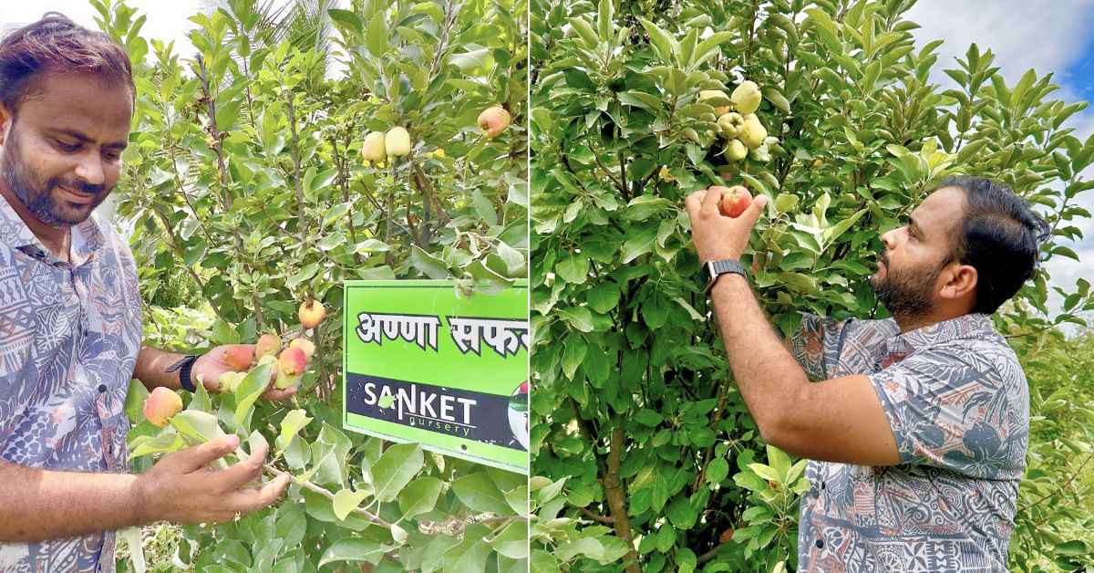 Vikrant grows apples on two acres of land, with a total annual apple production of up to 16,000 kg. 
