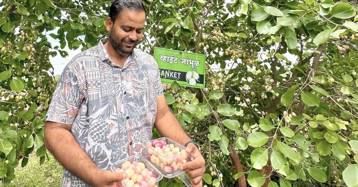 Engineer-turned-farmer Vikrant cultivates a wide range of fruits, including white jamuns, mangoes, apples, and much more.