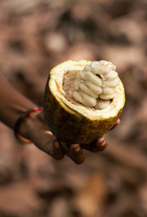Chocolate crafted in India