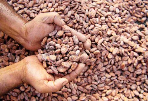Chocolate crafted in India