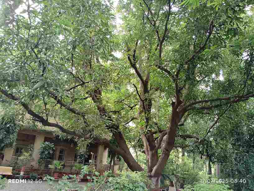 Cawasji Patel mango