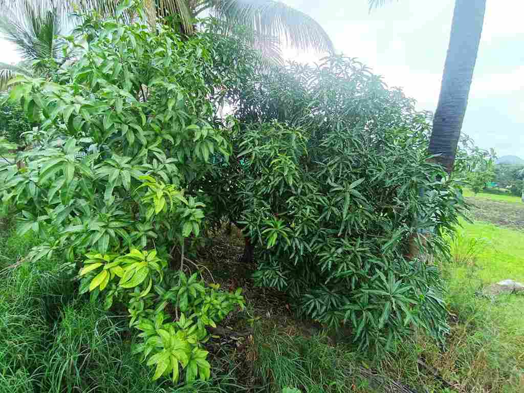 Cawasji Patel mango
