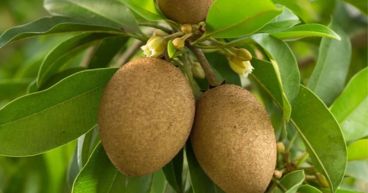 Choose a variety of chikoo that suits your climate and garden space for better growth; Picture source: Royals Plant
