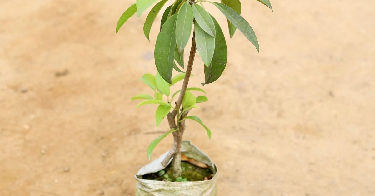 Make sure your chikoo plant receives at least six hours of sunlight every day; Picture source: Urvann