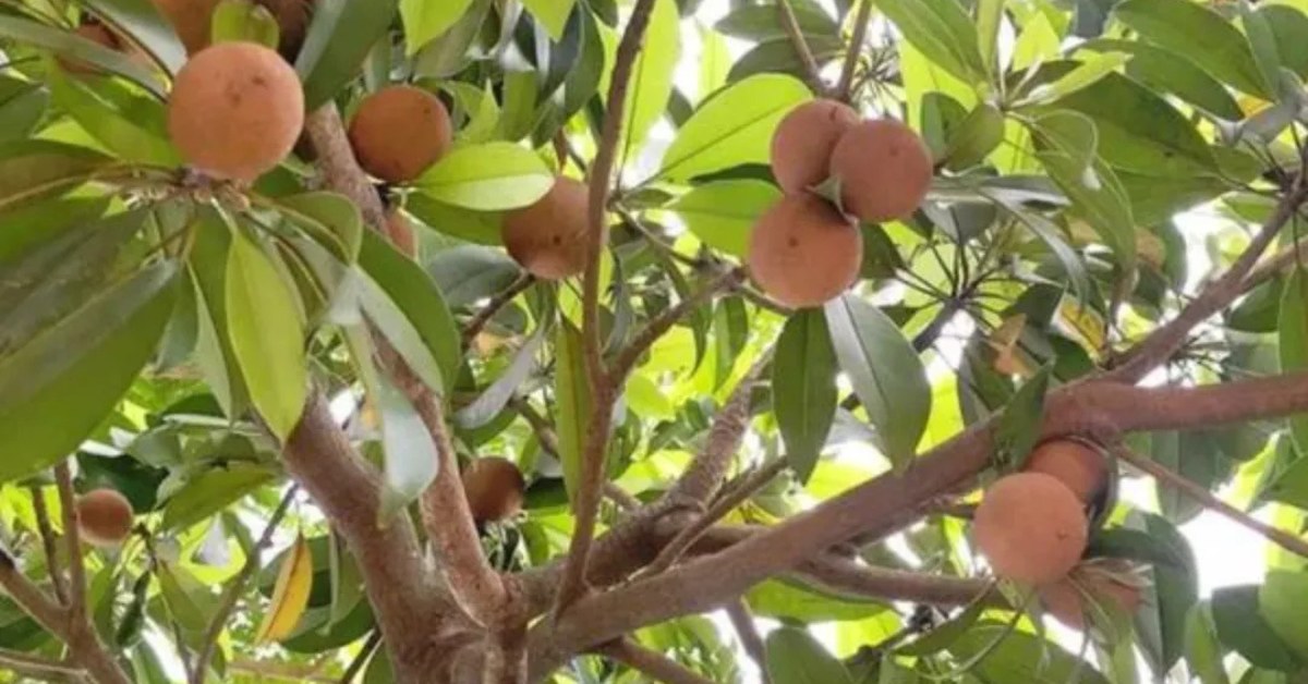 Monitor the soil and make sure it is not waterlogged, or it can suffocate the roots of your chikoo plant; Picture source: Nursery Nisarga