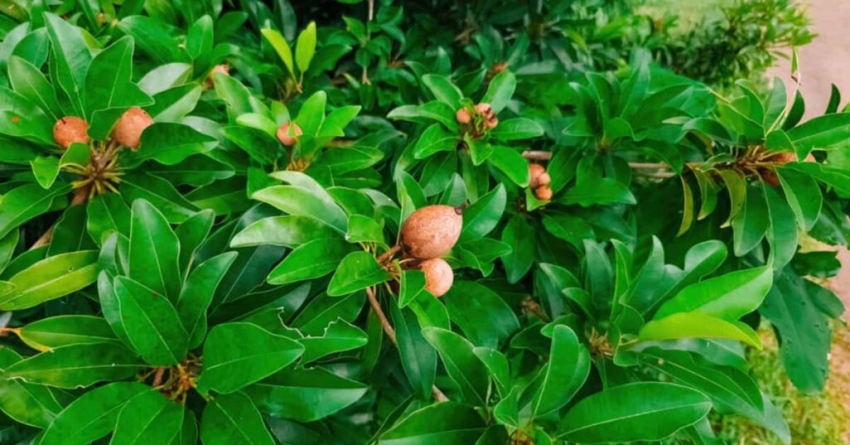 Spread a five to seven centimetres thick layer of organic mulch around the base of your chikoo tree during monsoon; Picture source: Asia Farming