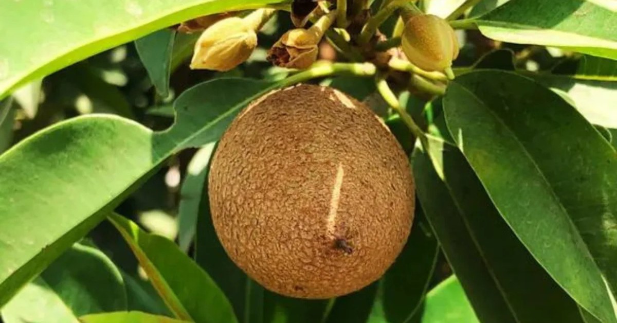 When your tree is two or more years old, begin pruning lightly during dry weather; Picture source: Nursery Nisarga