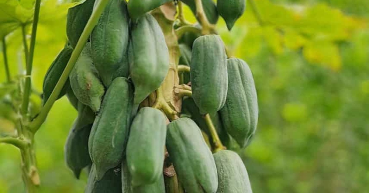 It is best to go for a hybrid or dwarf variety of papaya that is compact and suitable for small spaces; Picture source: Agri Farming