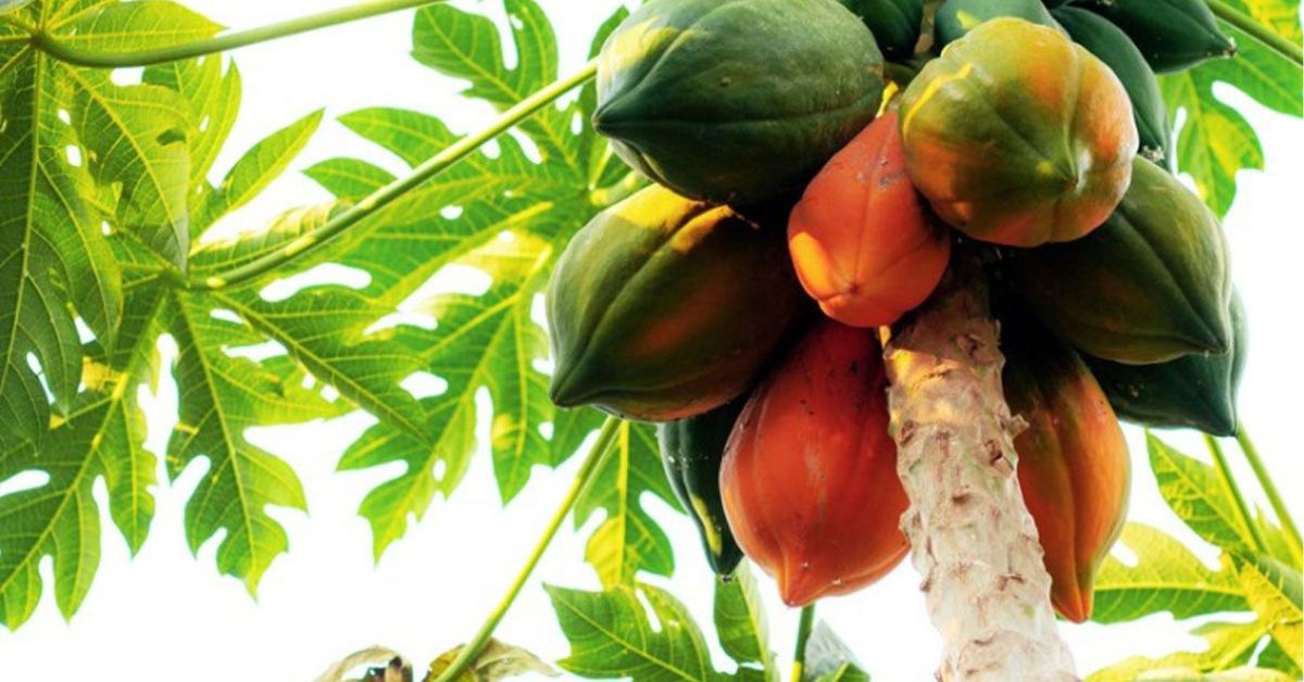 Papaya trees need a minimum of six to eight hours of direct sunlight every day; Picture source: Gardening Know How