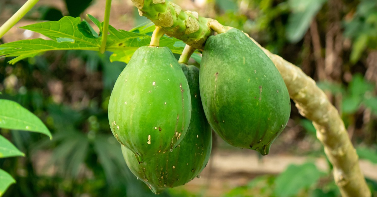 Papaya grows in light, loamy, and well-draining soil that is rich in organic matter; Picture source: Homes and Gardens