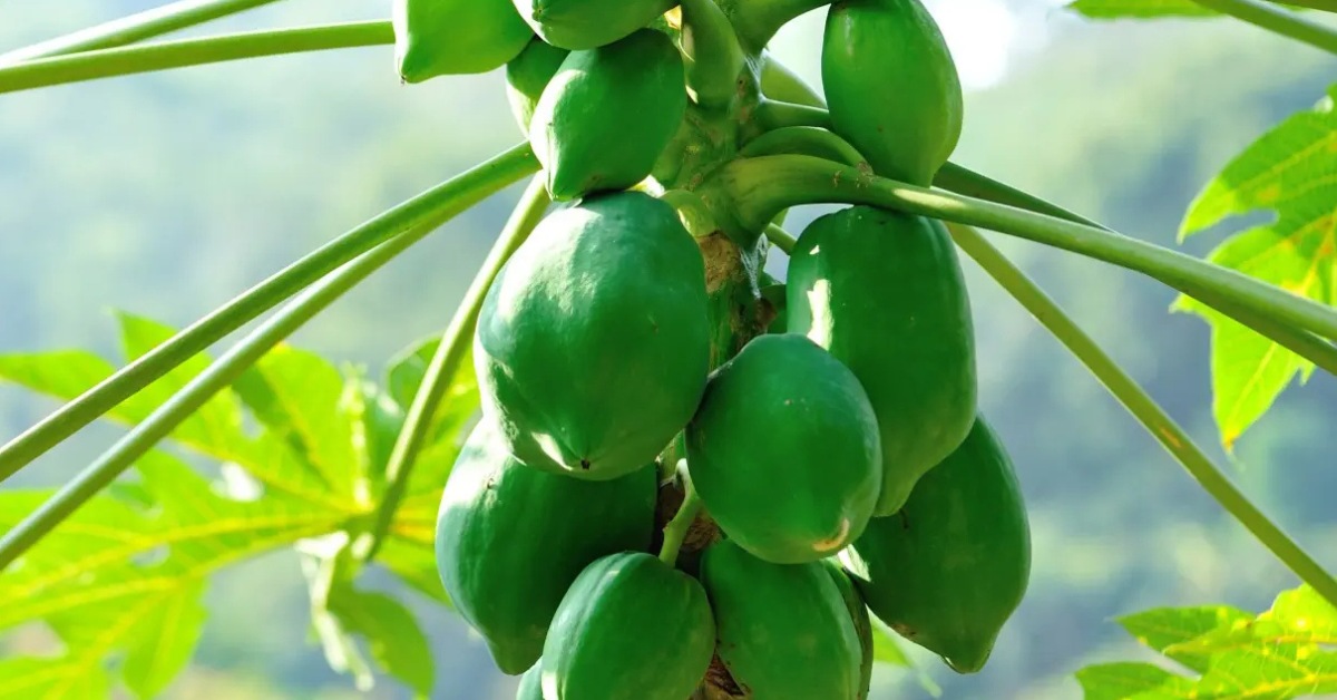In dry spells, water the plant regularly, guaranteeing the top inch of soil stays slightly moist; Picture source: PlantIn