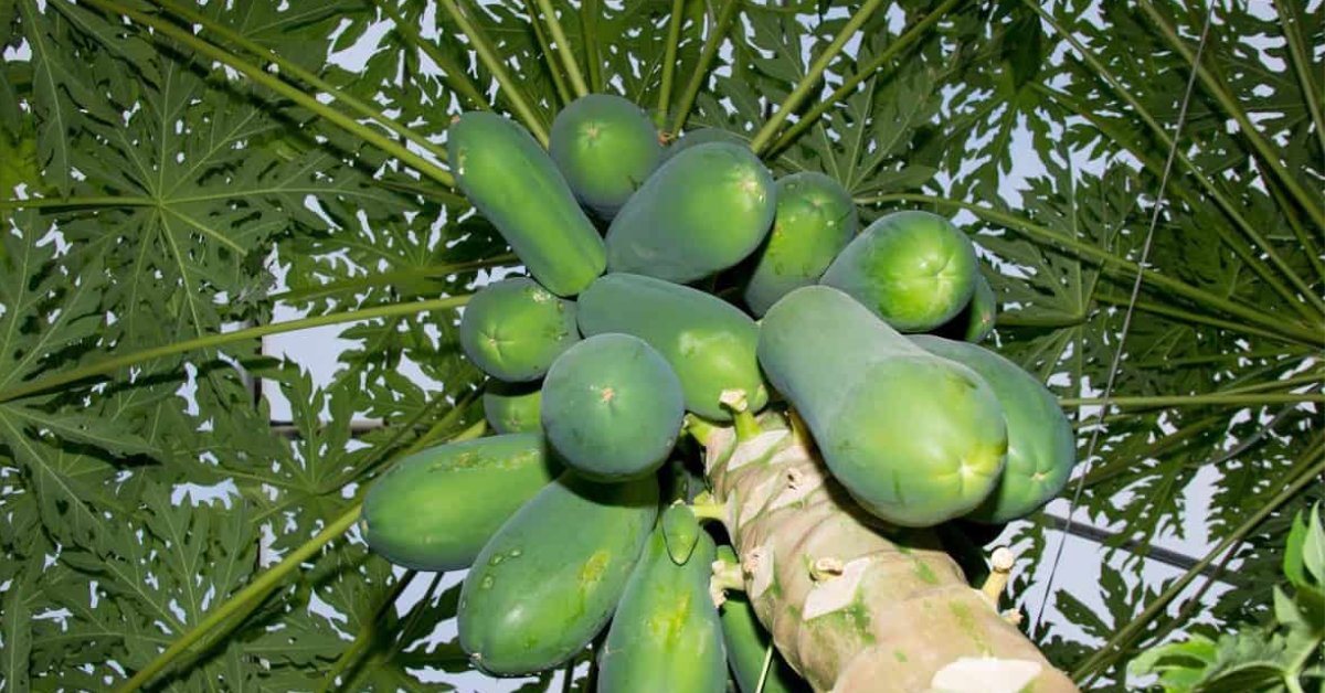 Papaya plants typically begin to flower within four to six months; Picture source: Agri Farming