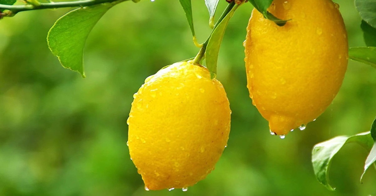 With the soil damp and the air rich with moisture, monsoon is one of the best times of the year to grow lemons; Picture source: GreenDNA