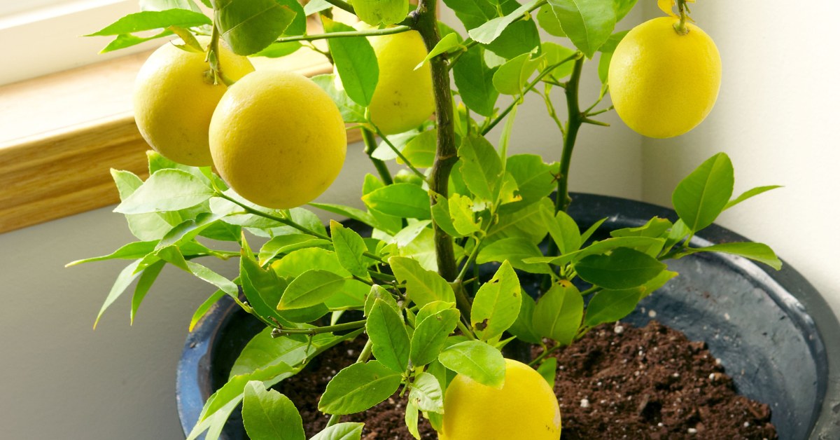 Once your pot and soil are ready, plant your lemon sapling gently; Picture source: Better Homes & Gardens