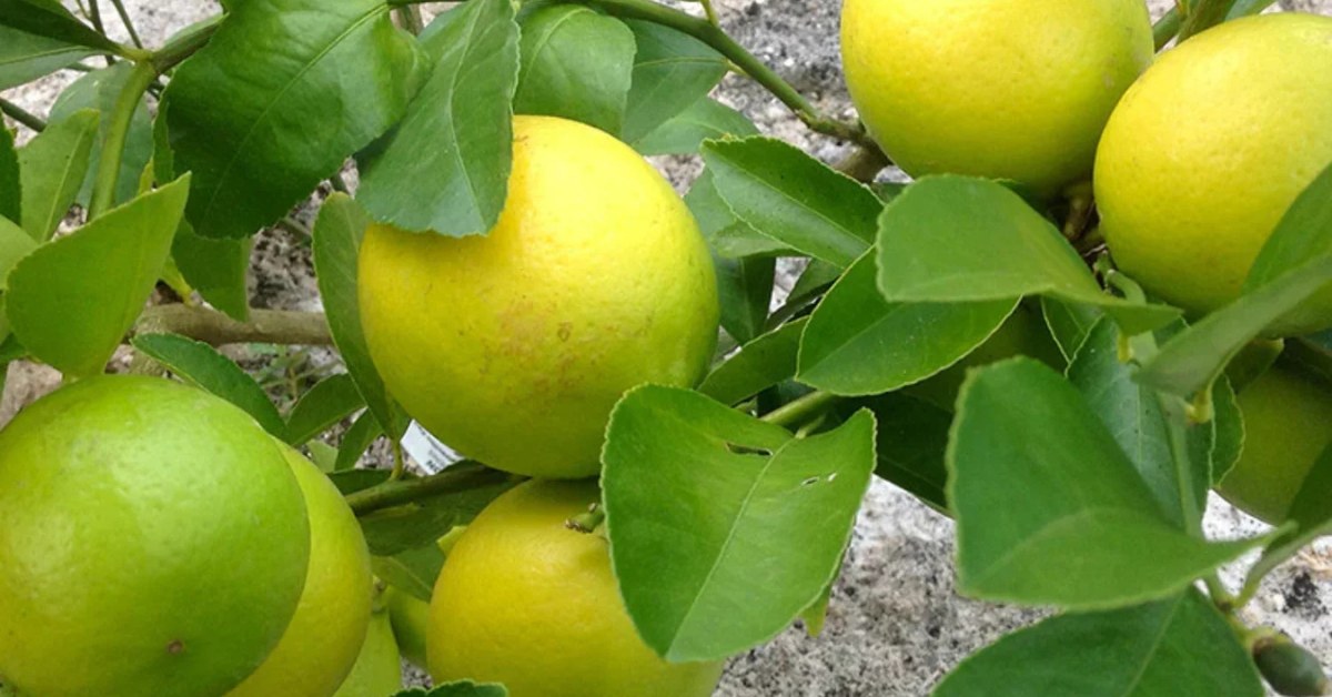 Move potted plants under shelter during very heavy rain if you want your lemons to grow well; Picture source: Hug A Plant