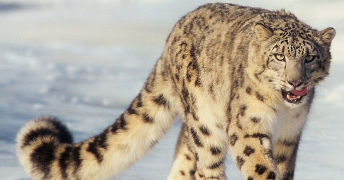 Ladakh is home to an estimated 477 snow leopards; Picture source: Bubo Birding