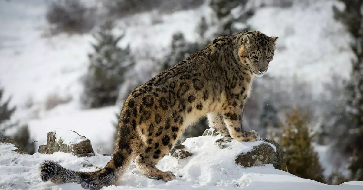 At the centre of Ladakh's conservation effort is the Snow Leopard Conservancy India Trust (SLC-IT), an initiative founded in 2003; Picture source: Indiaspend