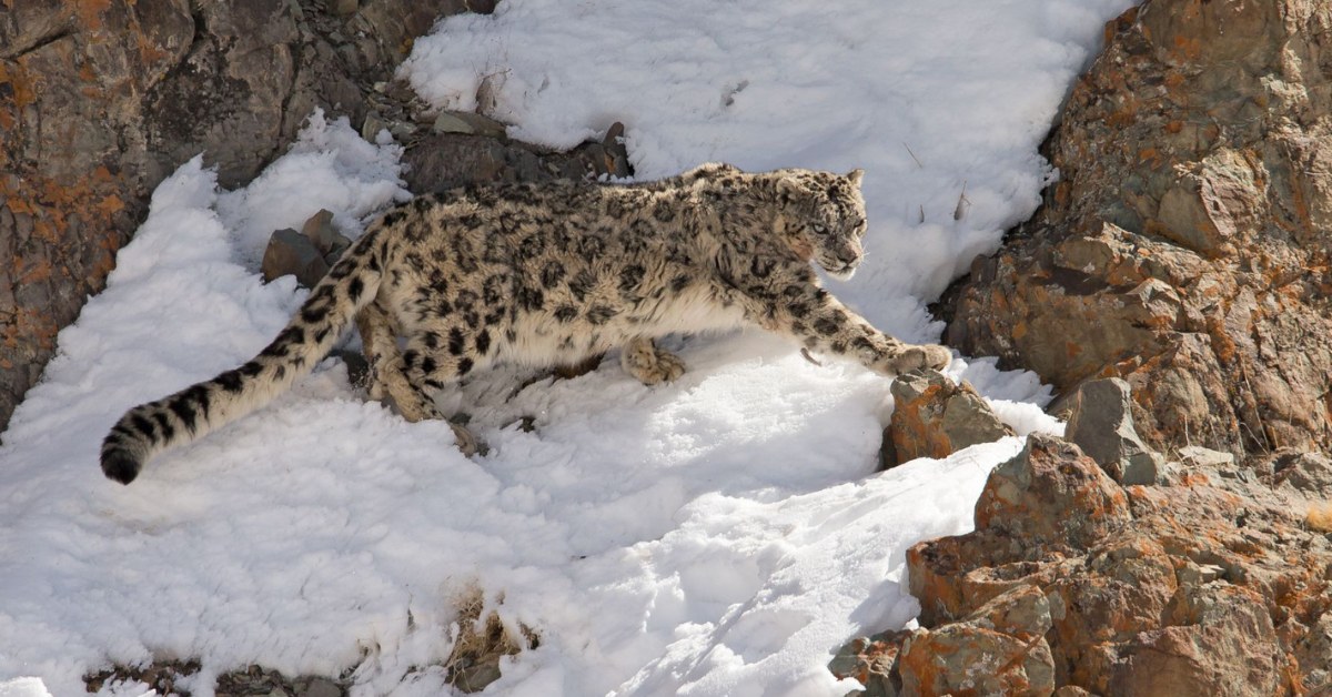 The snow leopard plays a key role in maintaining ecological balance; Picture source: Wild Images
