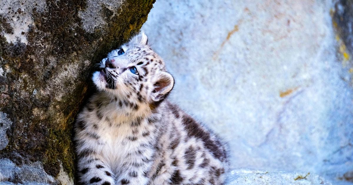 Namgail says the felines are fondly called 'Ri Gyancha', which translates to ‘ornaments of the mountains’; Picture source: SetMyTrip