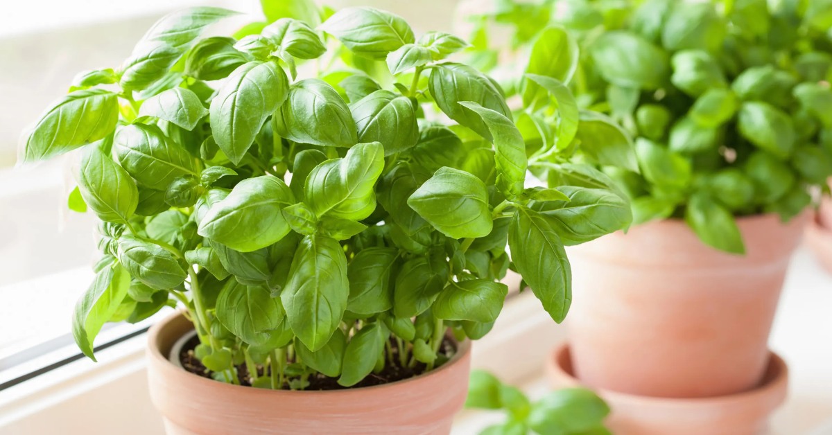 You can grow herbs such as basil, as it loves moisture; Picture source: The Kitchn