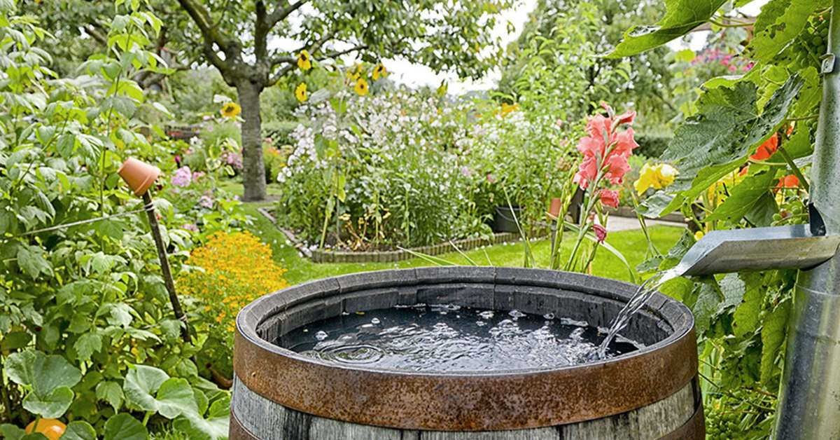 Rainwater harvesting means collecting rain that falls on your roof and storing it for later use; Picture source: B2B Purchase
