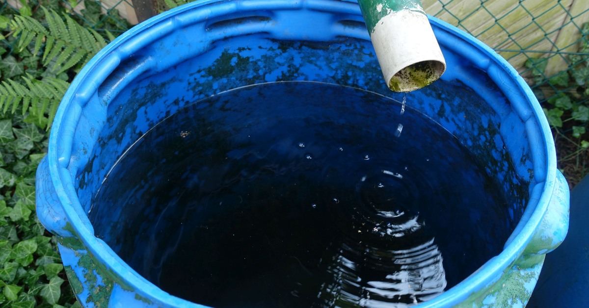 Rainwater is best for watering plants, especially since it is clean and does not contain chemicals; Picture source: GD Water Consult