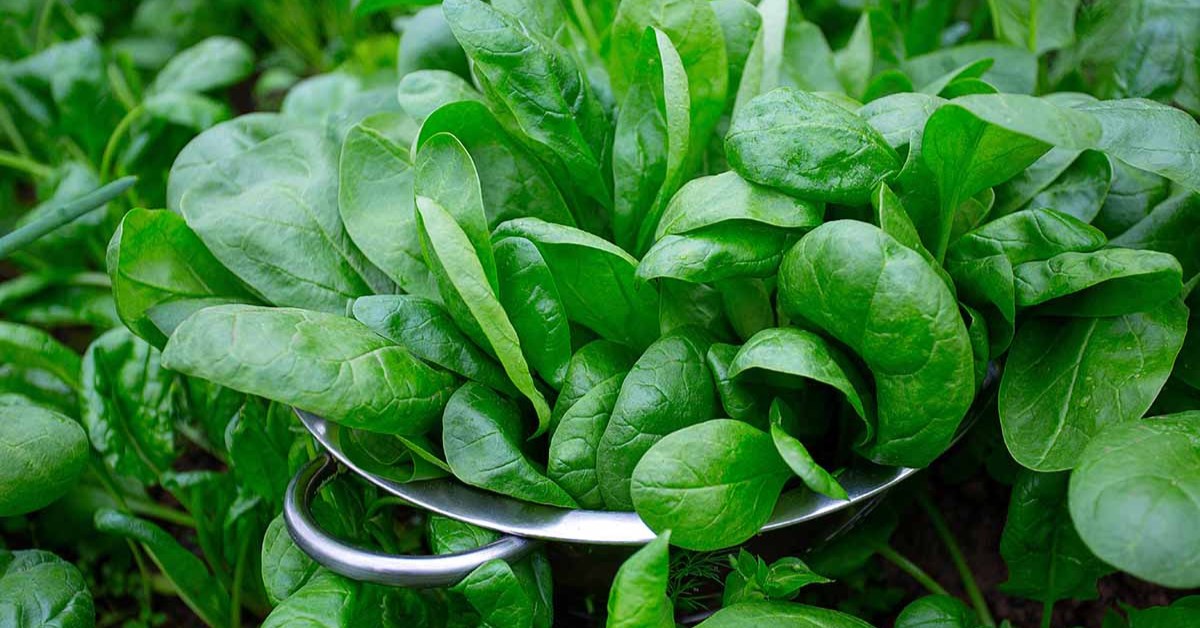 Leafy greens such as spinach, amaranth, and mustard grow well in the monsoon season; Picture source: Gardener's Path