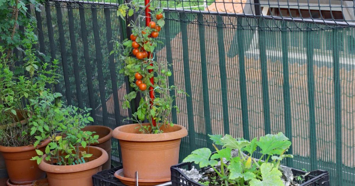 It is important to provide sturdy support to your plants during the monsoon season; Picture source: Gardening Know How