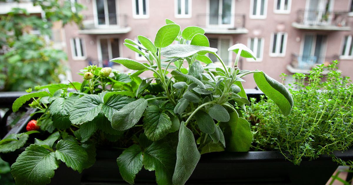 Keep an eye out for pests and diseases in your plants during the monsoon season; Picture source: Urban Pantry Garden
