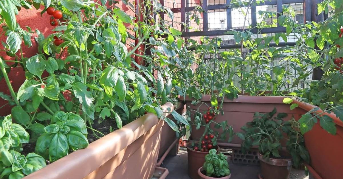 During the monsoon season, you can protect your vegetable plants with rain covers or shade nets; Picture source: All That Grows