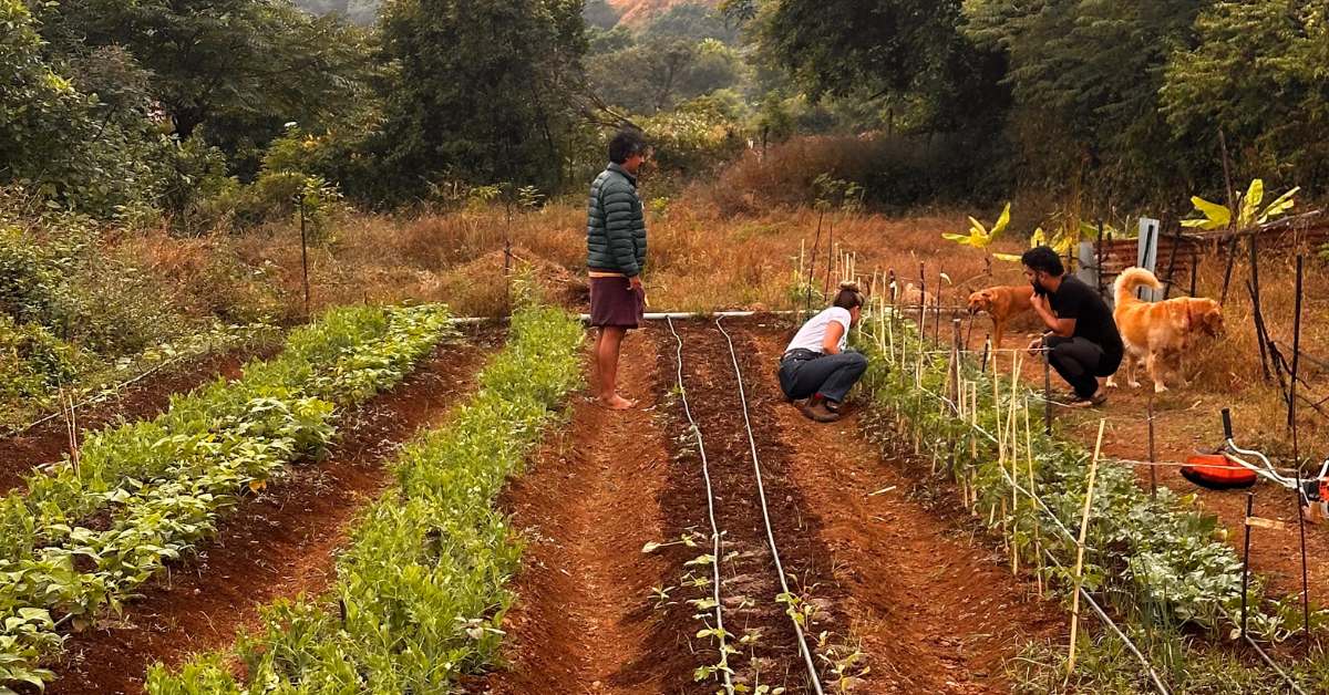 Neil and Momo wanted to restore the land using permaculture practices, to let nature lead the way