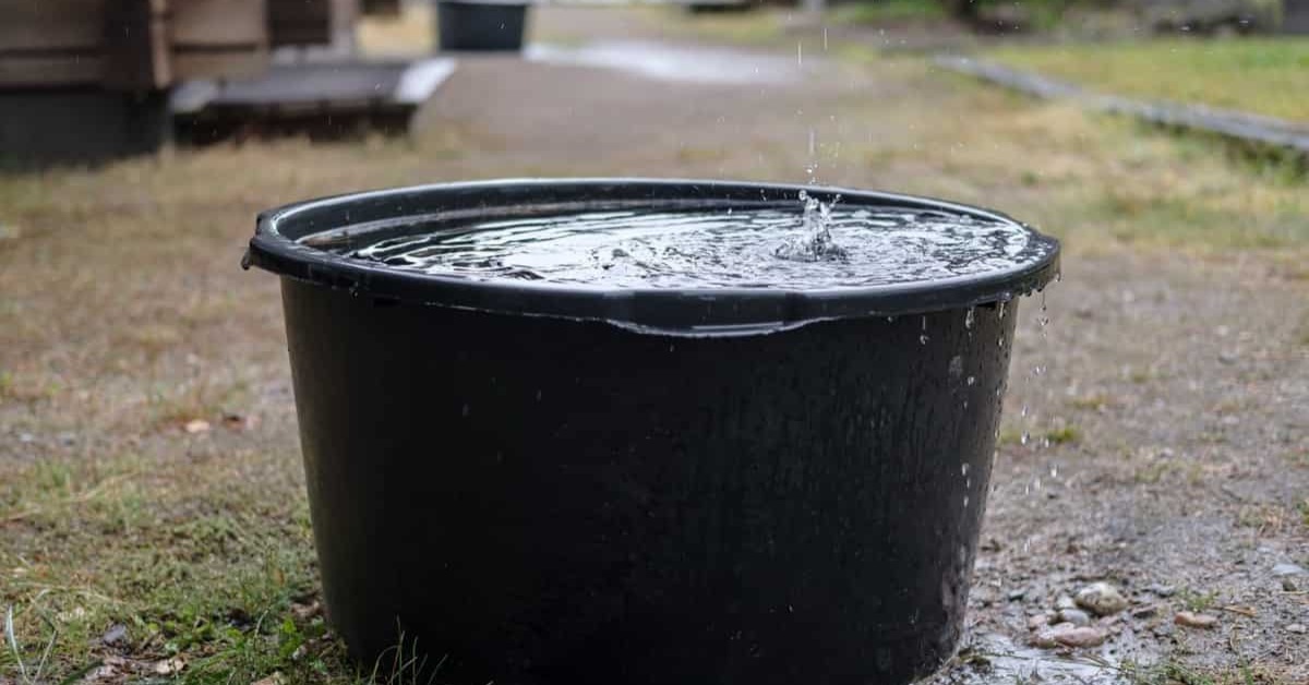 You can collect rainwater in a bucket and use it to water plants, clean outdoor areas, or wash bikes; Picture source: Agri Farming