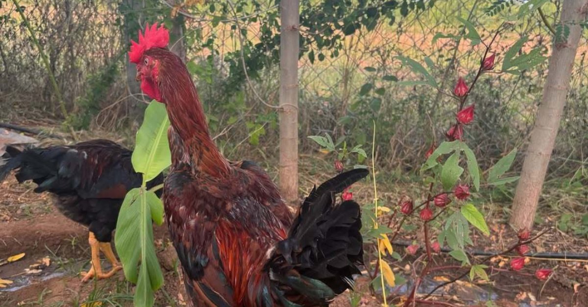He also introduced chickens to the farm to scratch the soil and fertilise it