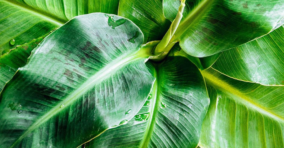 Choose a location that receives plenty of sunlight and is slightly elevated to avoid waterlogging, while growing your banana plant at home; Picture source: Garden Betty